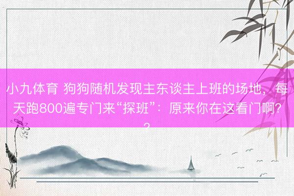 小九体育 狗狗随机发现主东谈主上班的场地，每天跑800遍专门来“探班”：原来你在这看门啊？
